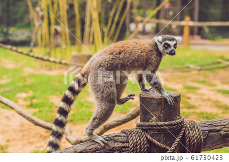 Lemur catta sits on a fence at the zoo 61730423