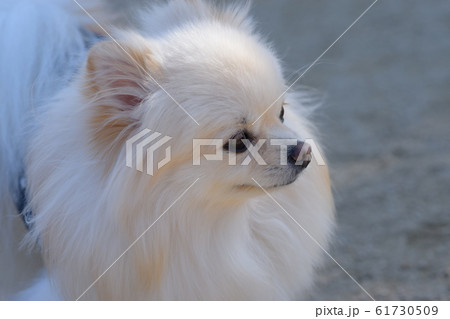 笑顔が可愛いポメラニアン 笑顔が可愛いポメラニアン 61730509