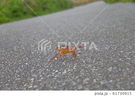 戦うカニ 戦うカニ 61730915