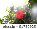 ハイビスカス　 61730925