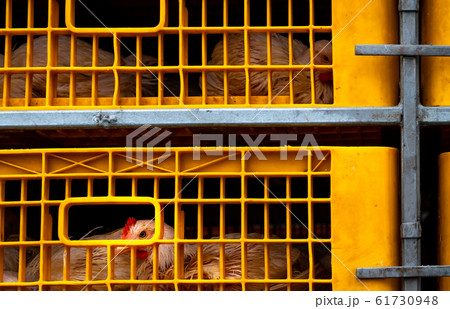 Chicken transport by truck from livestock farm to 61730948