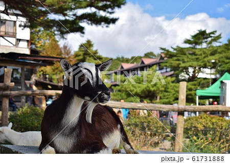 那須高原　南ヶ丘牧場のヤギ 61731888
