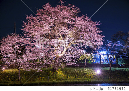 小湊鐵道 飯給駅 桜の咲く季節 小湊鐵道 飯給駅 桜の咲く季節 61731952
