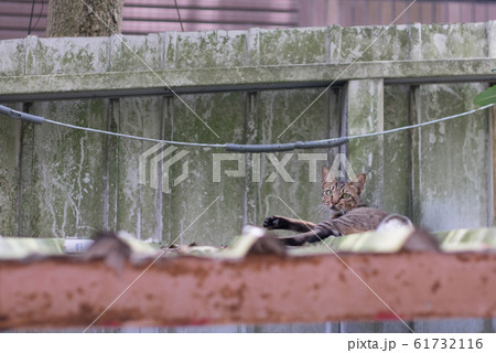 屋根の上の猫 屋根の上の猫 61732116
