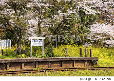 小湊鉄道　上総大久保駅　桜の季節 61732190