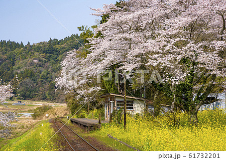 小湊鉄道　上総大久保駅　桜の季節 61732201