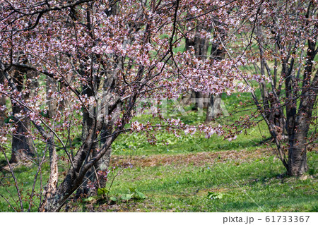 桜が満開の公園 61733367