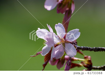 満開の桜の花のクローズアップ 61733368