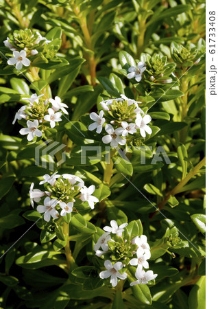海岸に生育する海浜植物 「浜払子」 61733408