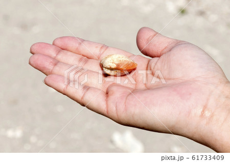 手のひらの貝殻 61733409