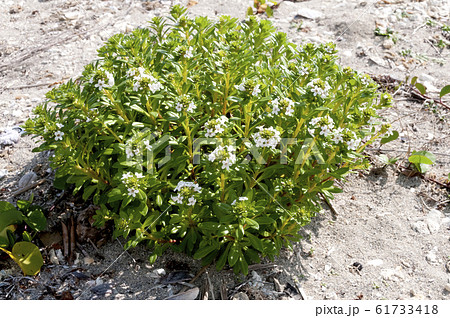 海岸に生育する海浜植物 「浜払子」 61733418