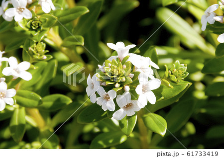 海岸に生育する海浜植物 「浜払子」 61733419