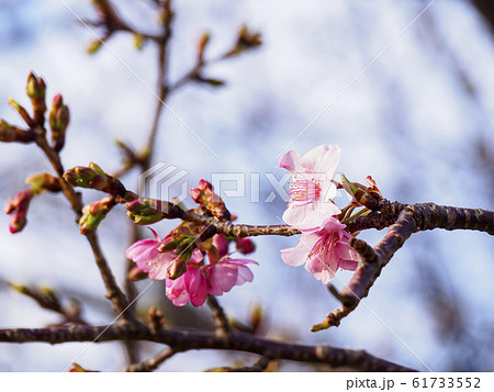 河津桜（春） 61733552