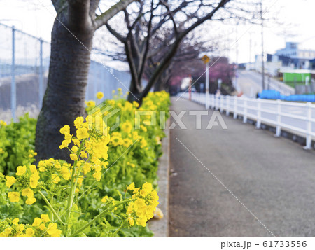 河津桜（春） 61733556