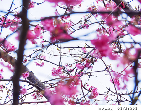河津桜（春） 61733561