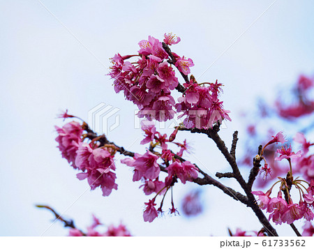 河津桜（春） 61733562