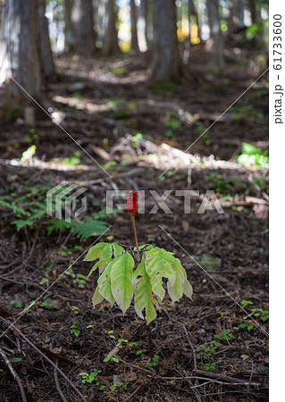 実が熟したマムシグサ 実が熟したマムシグサ 61733600