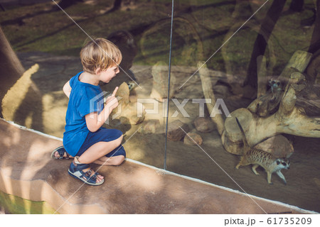 Little boy, cute toddler kid watching meerkats in the zoo. Child looking at animals in safari park 61735209