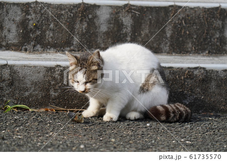 猫 野良猫 白トビ 末女 めざし 珍し 嬉し 一月 めざし曰く 食べられる の写真素材 猫 野良猫 白トビ 末女 めざし 珍し 嬉し 一月 めざし曰く 食べられる の写真素材