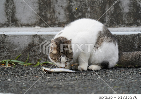 猫・野良猫・白トビ・末女・めざし・珍し・嬉し・一月・めざし曰く、食べられる~! 猫・野良猫・白トビ・末女・めざし・珍し・嬉し・一月・めざし曰く、食べられる~! 61735576