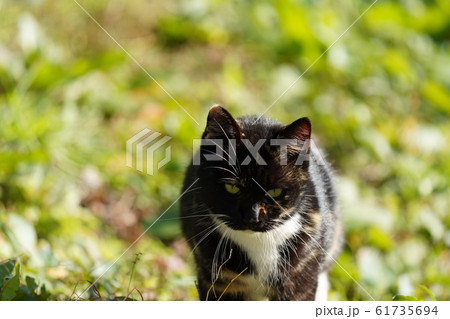 猫・野良猫・錆柄・クロちゃん・朝日・快晴・草原・歩く 61735694