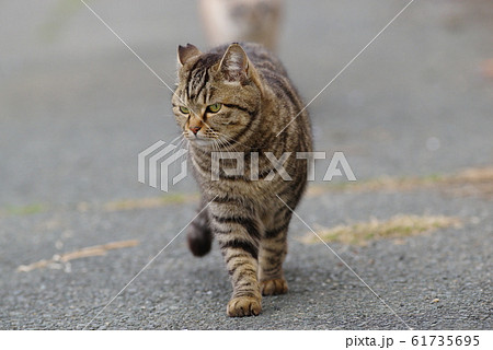 歩く猫 61735695