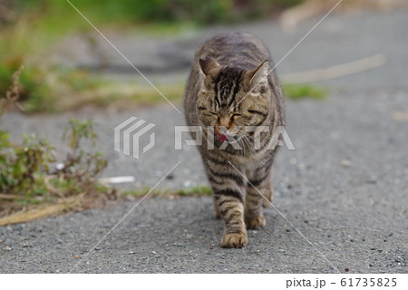 歩く猫 61735825