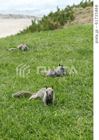 ラホヤのりす 61735868