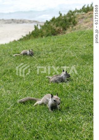 ラホヤのりす 61735869