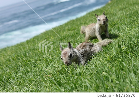 ラホヤのりす 61735870