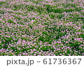 れんげ畑 61736367
