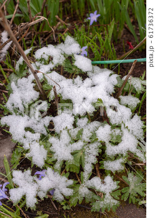 雪が積もった春の庭の草花の葉の写真素材