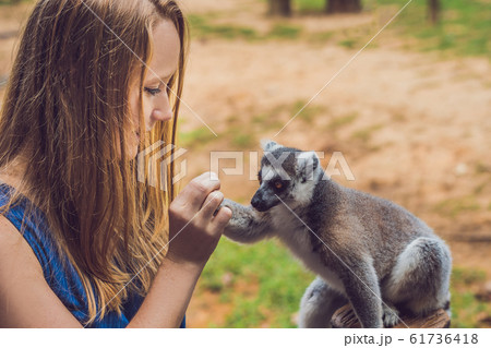 Young woman is fed Ring-tailed lemur - Lemur catta. Beauty in nature. Petting zoo concept 61736418