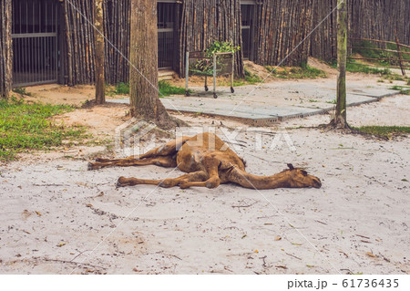 The camel died in the zoo, lies on the ground 61736435
