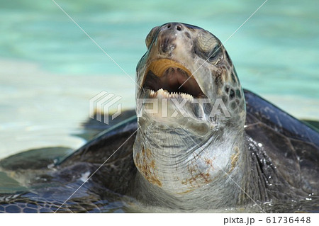 亀 亀 61736448
