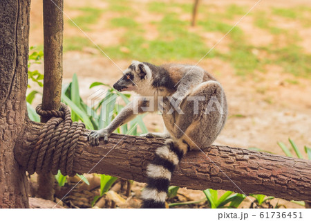 Lemur catta sits on a fence at the zoo 61736451