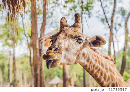 Portrait of a giraffe against a thatched roof Portrait of a giraffe against a thatched roof 61736557