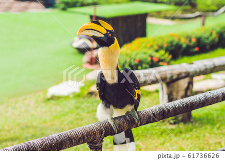 Wildlife and rainforest exotic tropical birds in a bird park 61736626