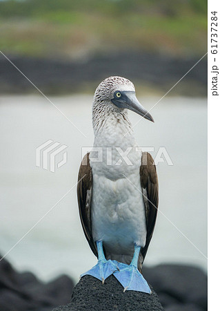 アオアシカツオドリ 61737284