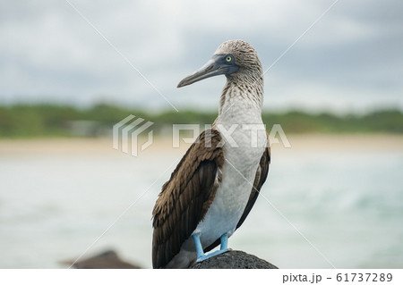 アオアシカツオドリ 61737289