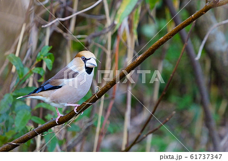 真冬の早朝公園でシメを撮影しました 61737347