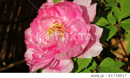 愛知県　名古屋市　徳川園　牡丹 61738017