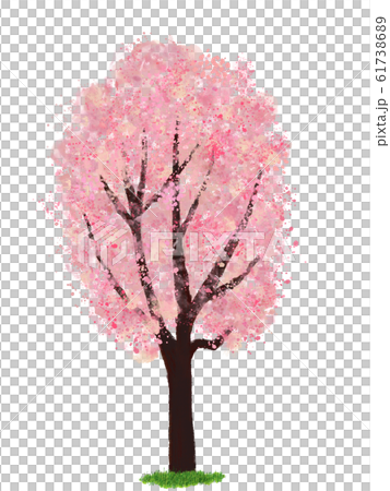 芝生の桜の木のイラスト素材