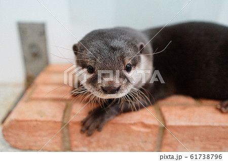 コツメカワウソ12 コツメカワウソ12 61738796