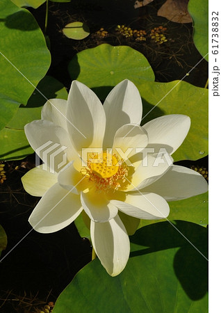 Lotus flowers in a pond 61738832