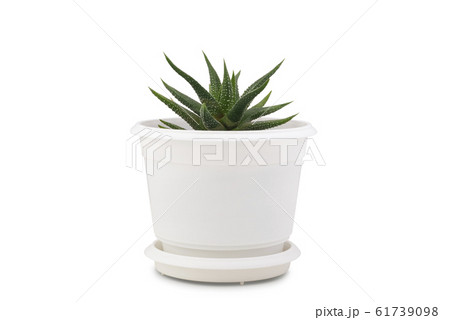 Small cactus isolated on white background. Small cactus isolated on white background. 61739098