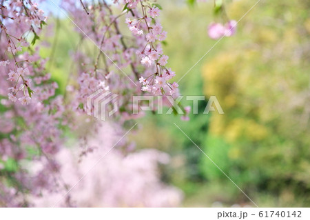 草原と枝垂れ桜のコラボ 草原と枝垂れ桜のコラボ 61740142