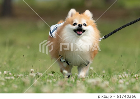 芝生の上をとても楽しそうに走るポメラニアンの写真素材