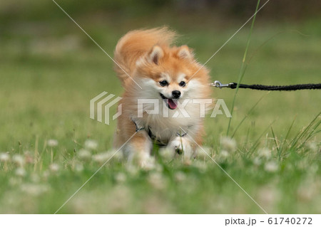 芝生の上をとても楽しそうに走るポメラニアン 61740272