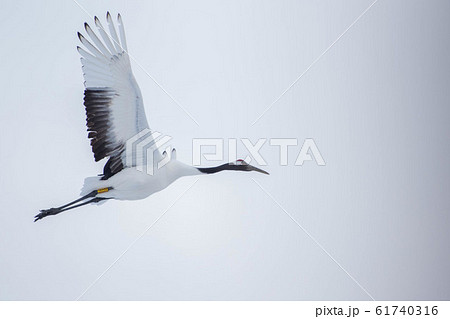 丹頂鶴 丹頂鶴 61740316